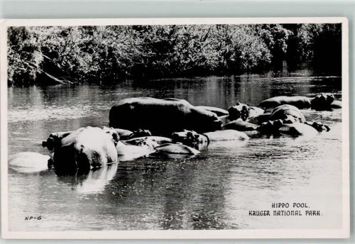 1952 Hippopotamus Pool Kruger National Park AK
