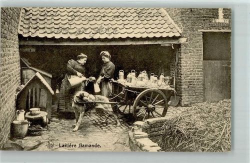 Laitiere flamande Milchkannen AK Hundekarren 1915