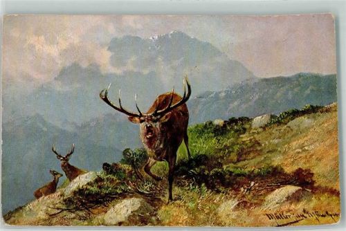Jagdtiere Hirsch Brunftzeit AK