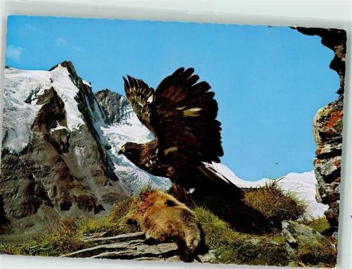 Steinadler mit einem Murmeltier AK