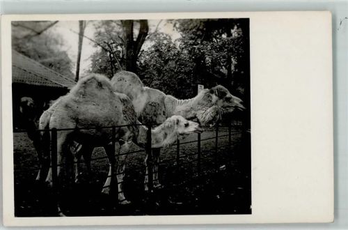 Zoo Dromedare Kamel Privatfoto AK