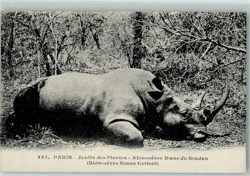 Rhinozeros im Sudan AK Nashorn 1911