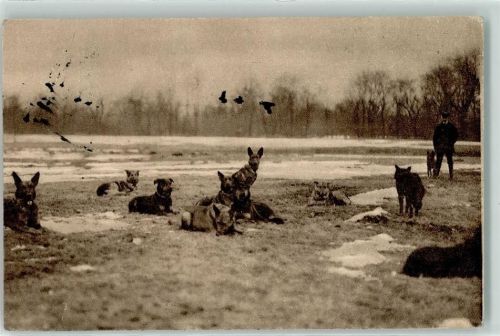 1915 Hunde bei der Rast Spenden AK