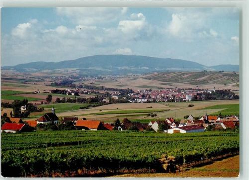Einselthum Donnersberg Weinreben