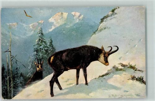 Jagdtiere Gämse in den Bergen Winter AK