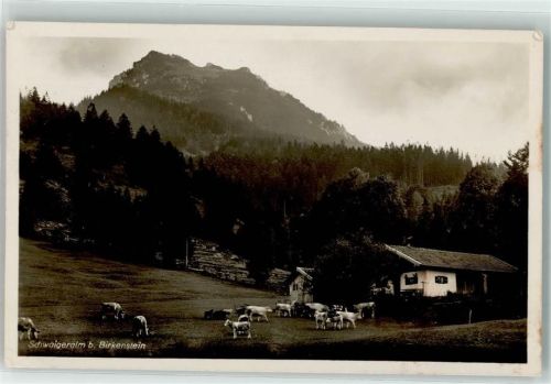 Birkenstein Schwaigeralm Rindvieh