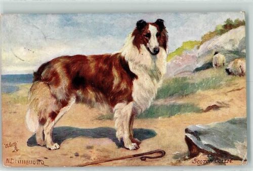 1908 Tuck`s Oilette Scotch Collies No. 9560 sign. N. Drunmona
