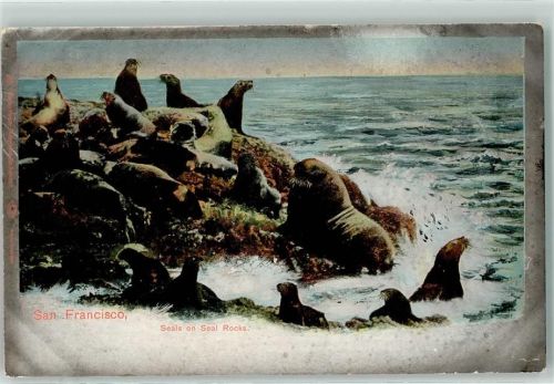 San Francisco Seals on Seal Rocks AK