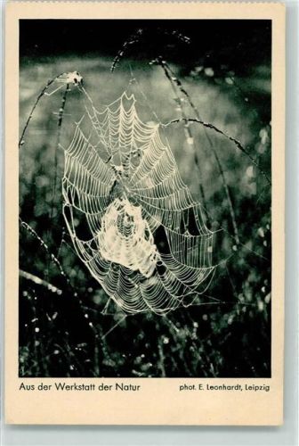 Spinnennetz Aus der Werkstatt der Natur