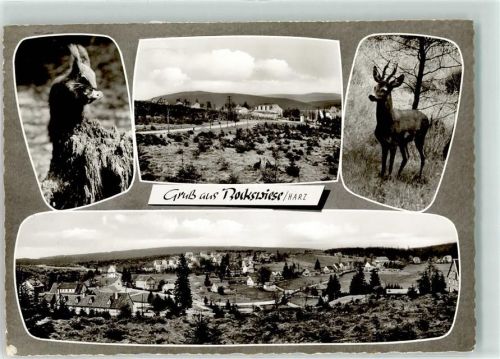 Hahnenklee-Bockswiese Reh Eichhörnchen
