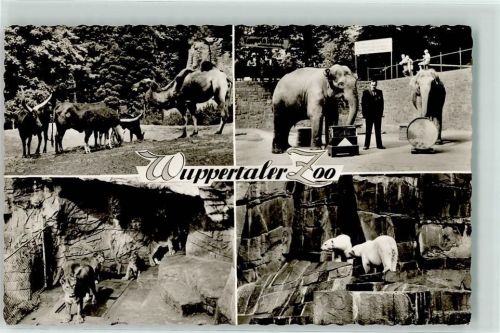 Wuppertal 1960 Elefant Eisbär Löwe AK