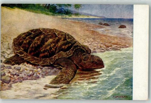 Riesenschildkröte sign.A.Weczerzick Meinholds Tierbild Nr.15 Schildkröte Künstlerkarte