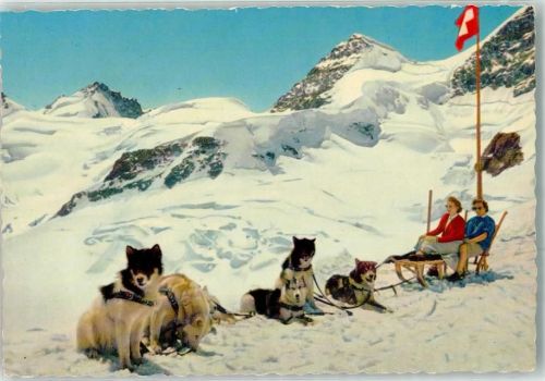 Polarhunde Jungfraujoch