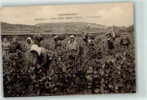 Bourgogne Burgund - Les Vendanges - Weinlese AK