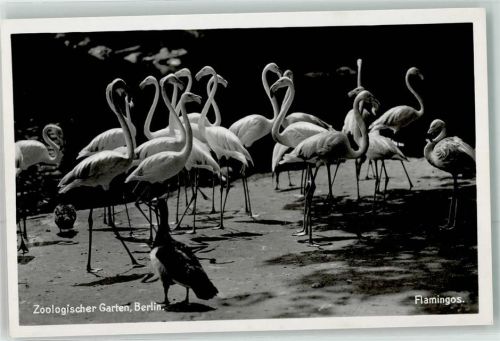 Tiergarten Flamingos