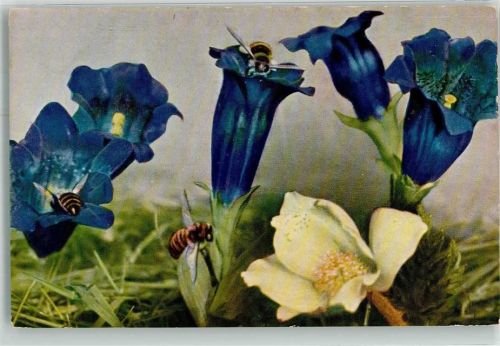Blumen
