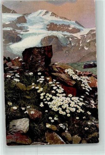 Chrysanthemum alpinum Photochromie Nenke und Ostermeier Serie L Nr.518