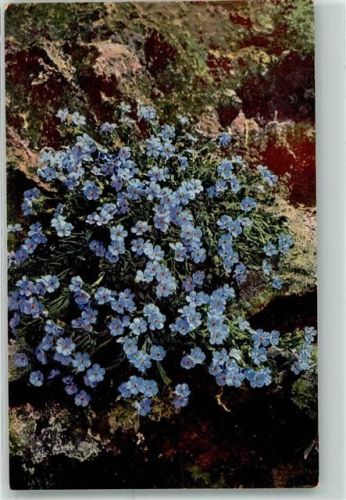 Eritrichium nanum Photochromie Serie 560 Nr.1389