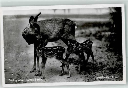 Tiergarten Rehricke mit Kitzen