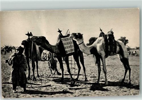 Sahara