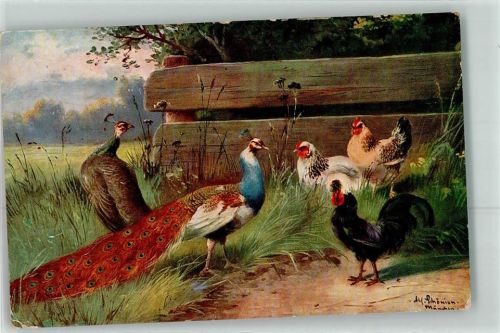 Pfau Hühner