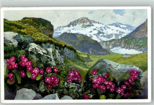 KLebrige Primel Berg Gr.St.Bernhard Photochromie Nenke und Ostermaier Serie 582 Nr.1498