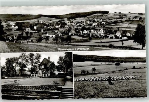 Neuenheerse Schafe