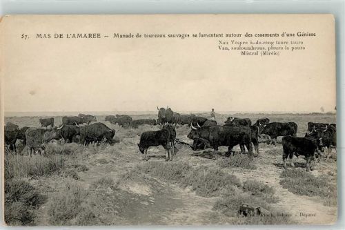 Mas de l`Amaree Camargue Rinder