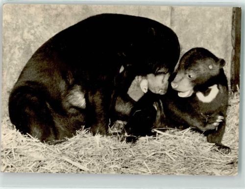 Malayenbär