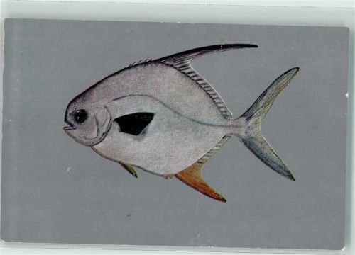 Palometa