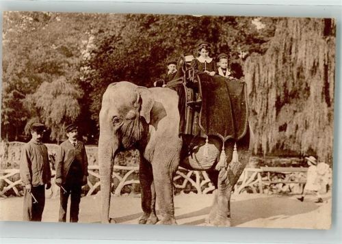 Antwerpen Indische Elefanten