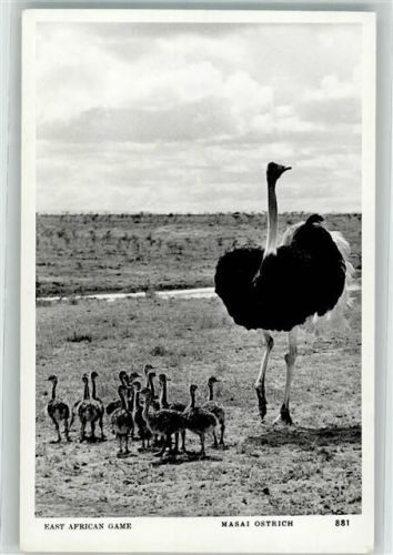 1962 East African Game Masai Ostrich, der Strauß mit Junge