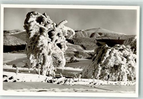 Oberried Winter Wetterbuchen im Raureif mit Blich auf den Feldberg