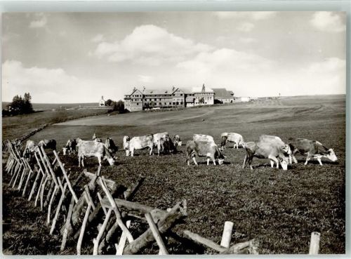 Oberried Halde am Schauinsland Kühe