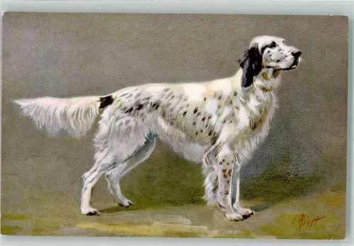 Ein Cocker Spaniel Edition Stehli No. 94