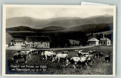 Oberried Weidende Rinder vor dem Gasthaus Hotel zur Halde