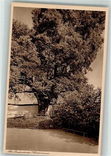 Osterhofen Alte Linde an der Klostermauer Lehr Erziehungs Institut der Englischen Fräulein Damenstift ehemaliges Prämonstratenser Kloster