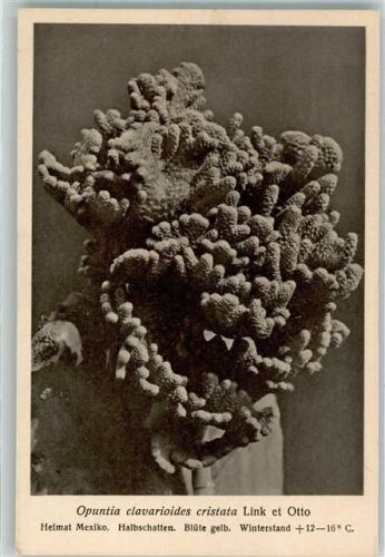 Opuntia clavarioides Link et Otto Nr. 365/XXXVII Otto Stoye Pflanzenkarten Verlag