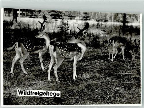 Rappweiler Wildfreigehege Reh Ort handschriftlich Foto Original aus Archiv eines Ansichtskartenverlags