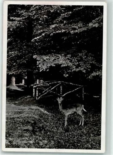Hilgert Wwildtiere Ort handschriftlich Foto Original aus Archiv eines Ansichtskartenverlags