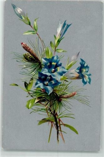1906 Enzianblüten mit einem Kiefernzweig
