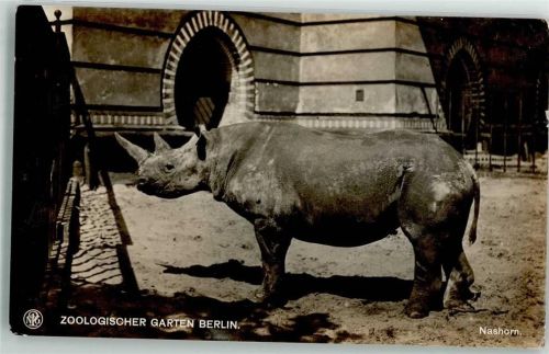 Nashorn