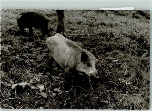 Beverungen Wildschwein Ort handschriftlich Foto Original aus Archiv eines Ansichtskartenverlags