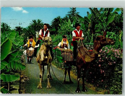 Puerto de la Cruz 1966 Foto AK Tracht Kamele