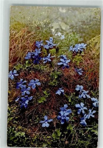 Photochrome Nenke & Ostermaier 456 Gentiana verna