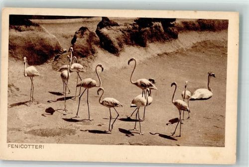 Roma Flamingos