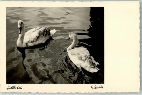 Stelldichein Photo Teschke Karte 123