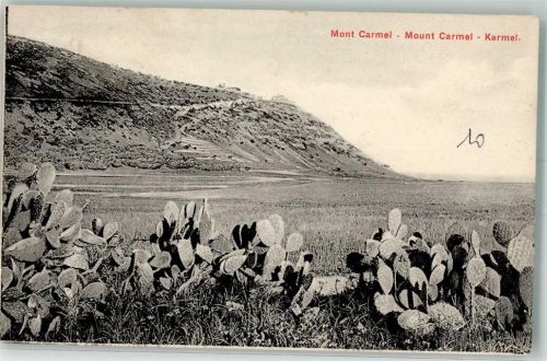 Haifa 1912 Mont Carmel Kakteen