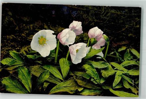 Schneerose Photochromie Serie 522 Nr.940 Schweizerischer Bund für Naturschutz
