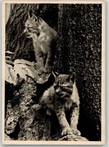 Augsburg Luchs Tiergarten im Siebentischwald